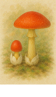 �����̉摜